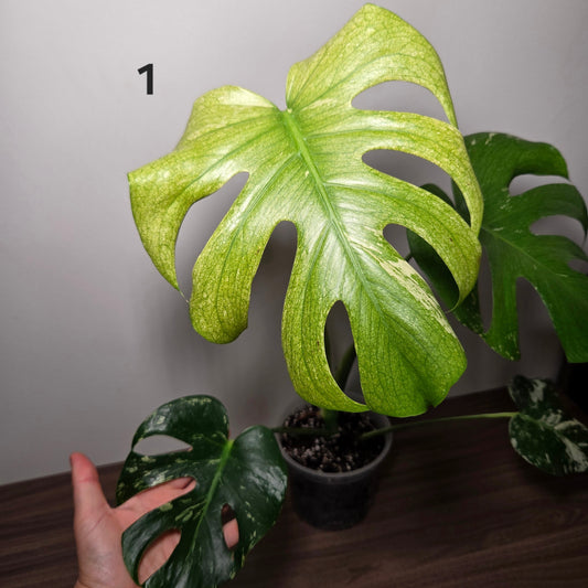 Monstera Deliciosa Mint