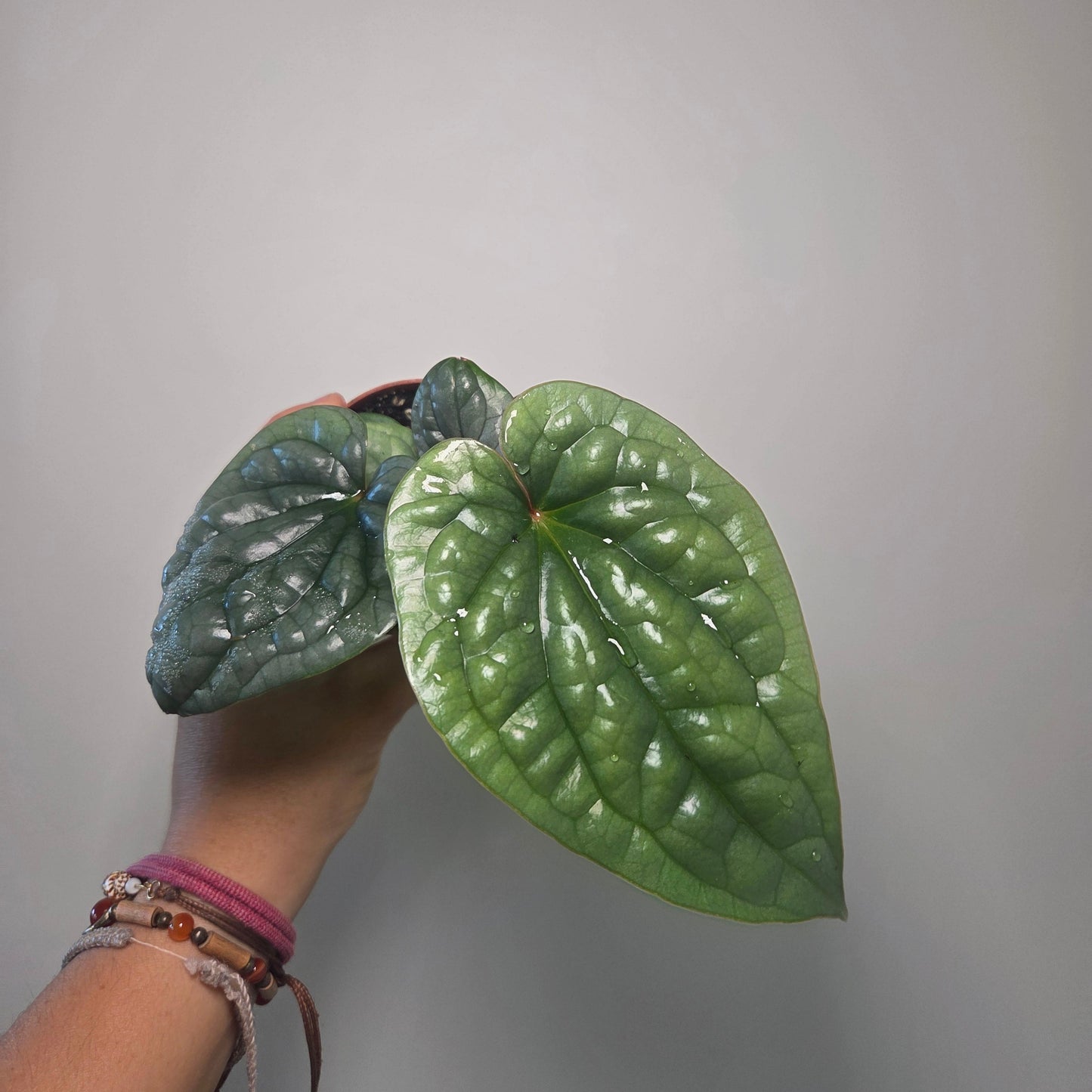 Anthurium Luxurians