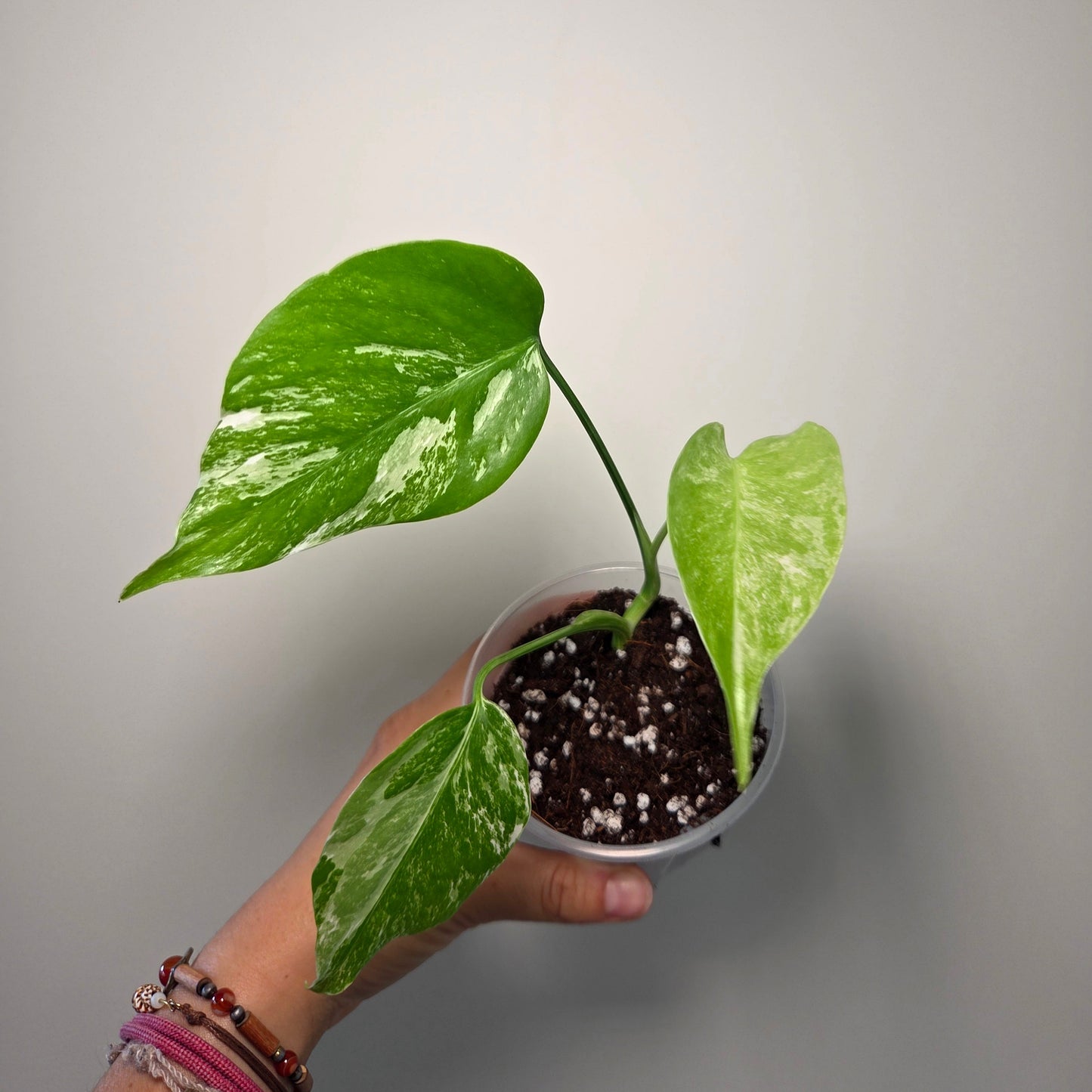 Bouture Monstera variegata