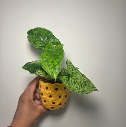 Syngonium mojito + pot
