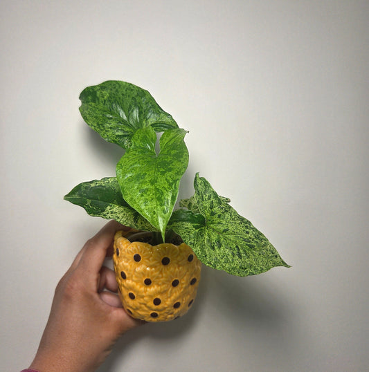 Syngonium mojito + pot