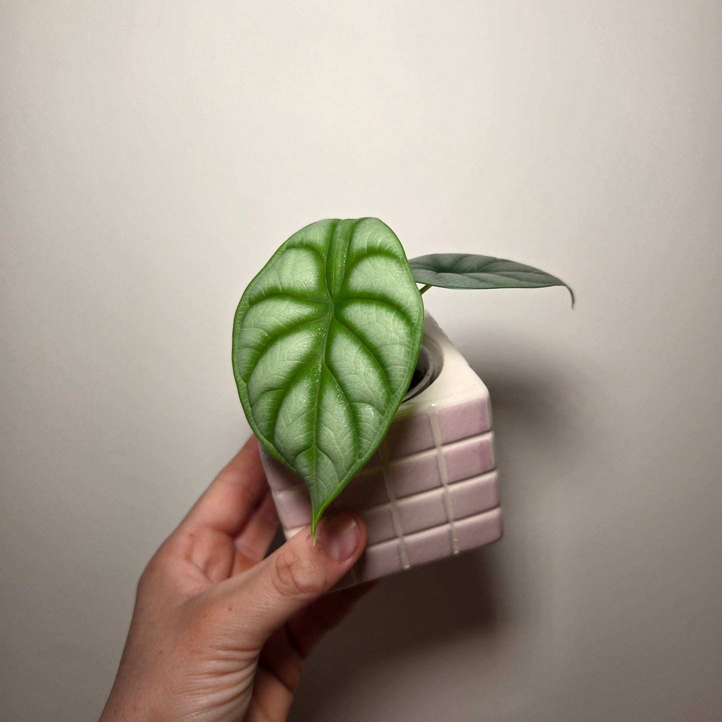 Alocasia Silver Dragon