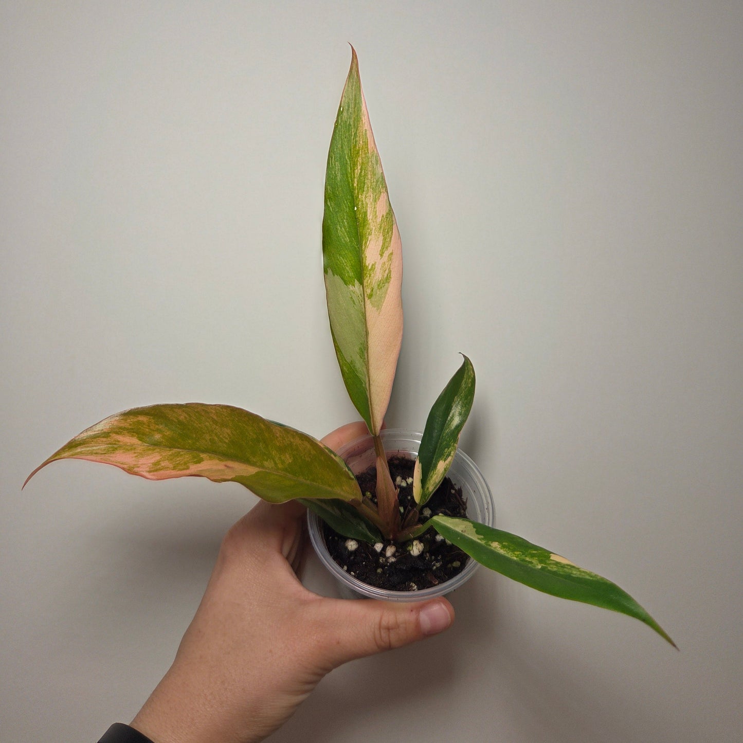 Philodendron caramel marble
