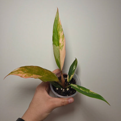 Philodendron caramel marble