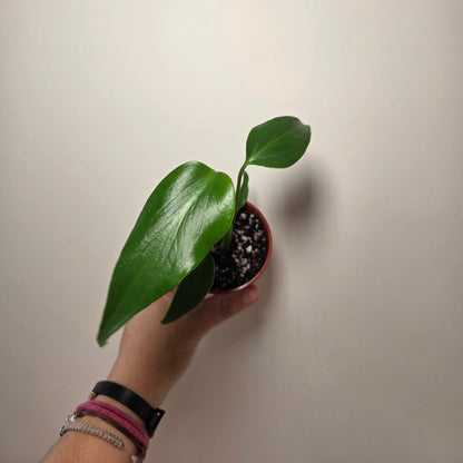 Monstera burle marx flame