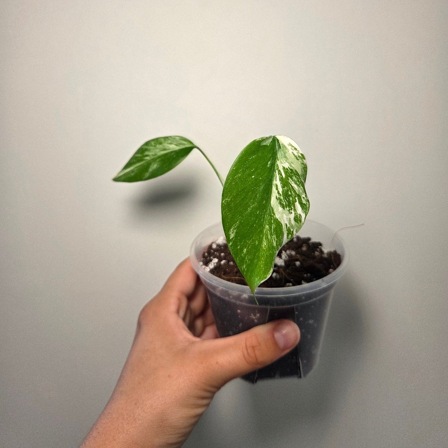 Bouture Monstera variegata