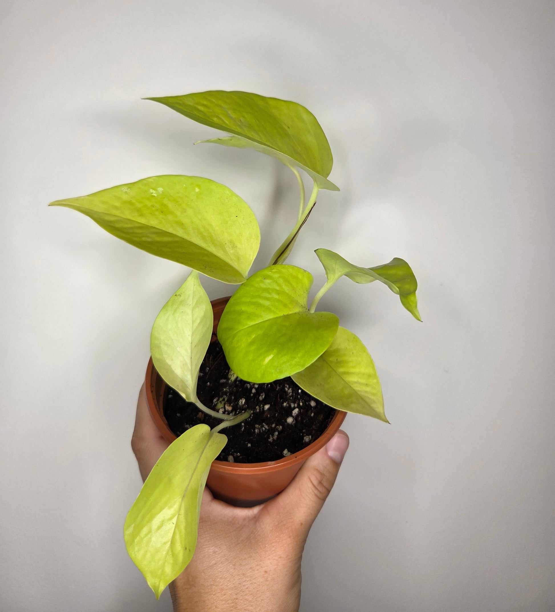 philodendron scandens micans lime Silva Botanica