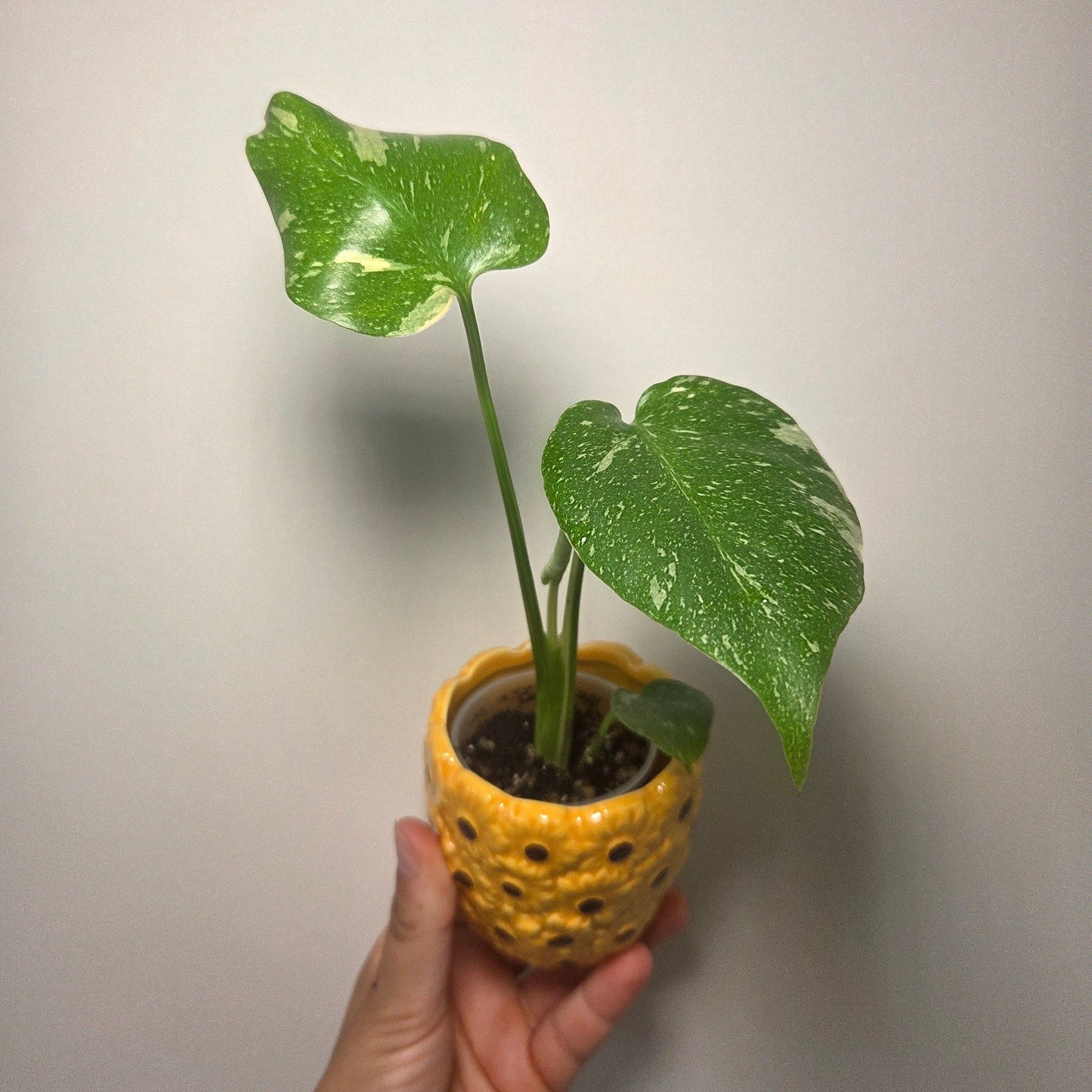 Cache pot Fleur