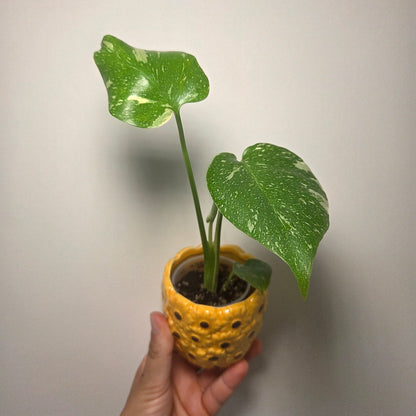 Cache pot Fleur