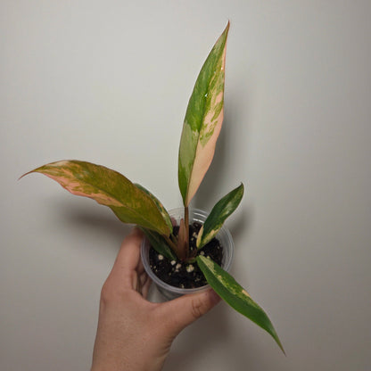 Philodendron caramel marble