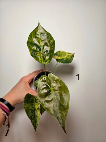 Alocasia wentii aurea