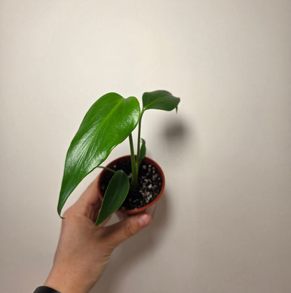 Monstera burle marx flame