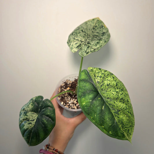 Alocasia Dragon Scale Mint (M)