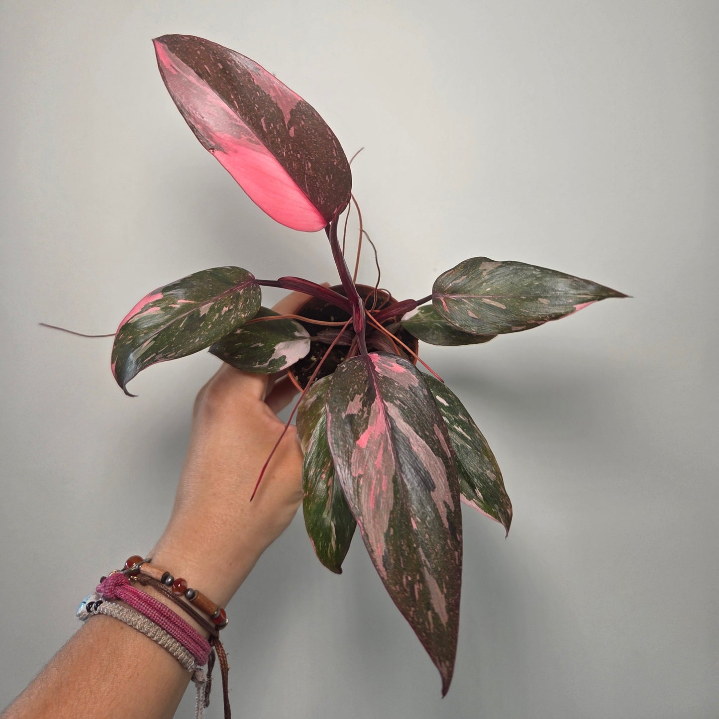 Philodendron Pink Princess