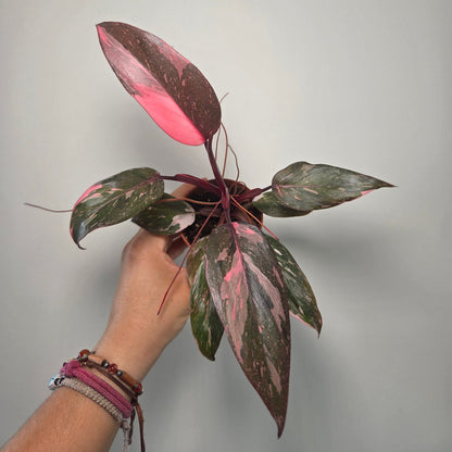 Philodendron Pink Princess