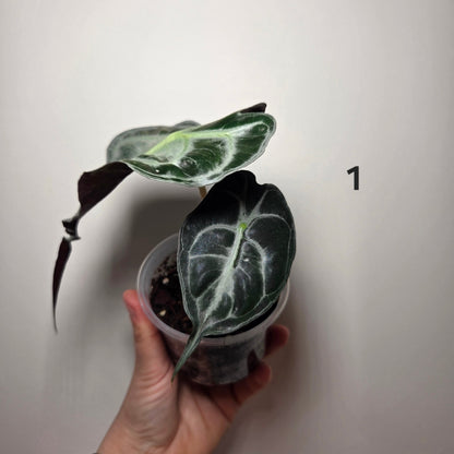 Alocasia Venom
