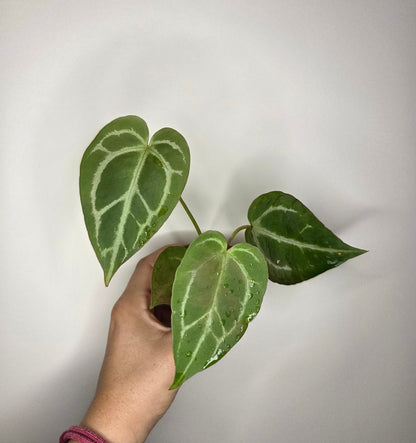 Anthurium Crystallinum