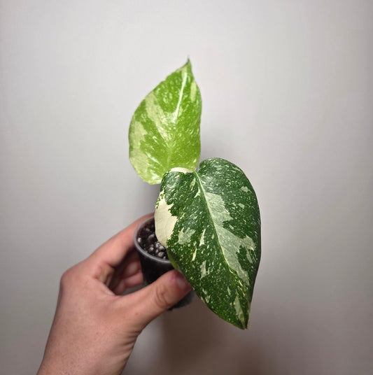 Monstera Thai Constellation